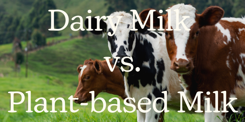 Dairy vs. plant-based milk: The environmental impacts?