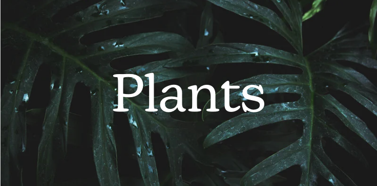 Plants for busy people: Plants easy to take care